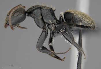 Media type: image;   Entomology 539212 Aspect: habitus lateral view